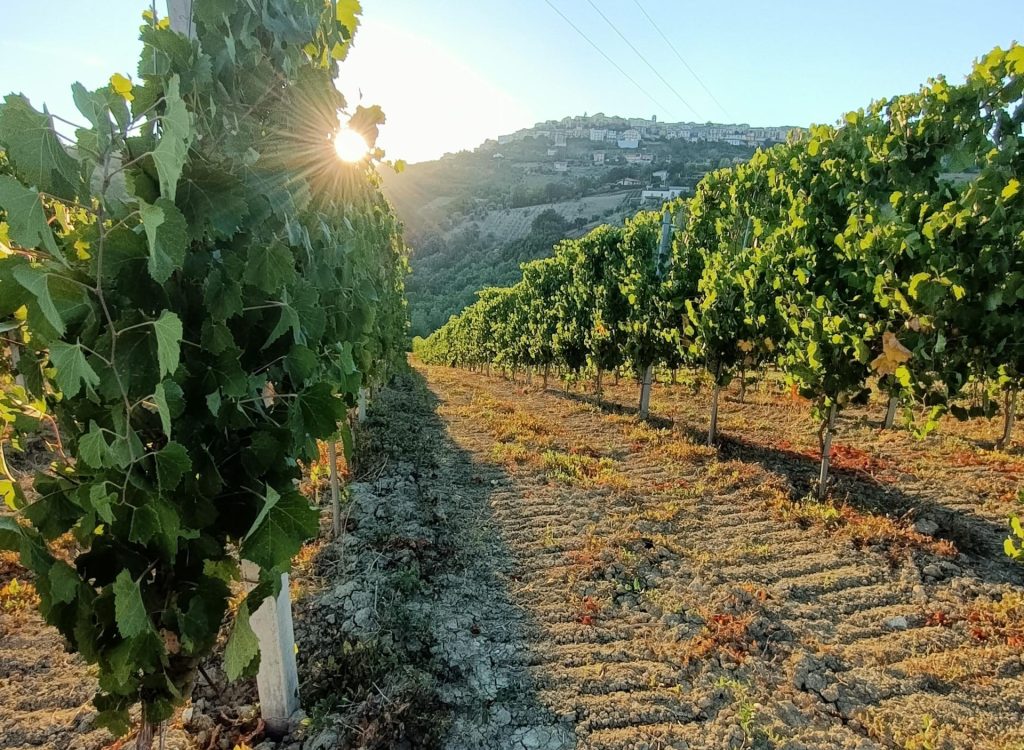 montefusco _ vigna melone3